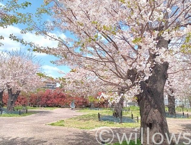 幸ケ谷公園まで徒歩3分。※4／7撮影写真マンション裏手にございます。桜の名所がご近所に。今のシーズンは桜がきれいに咲いており、花見をしている方で賑わいます。